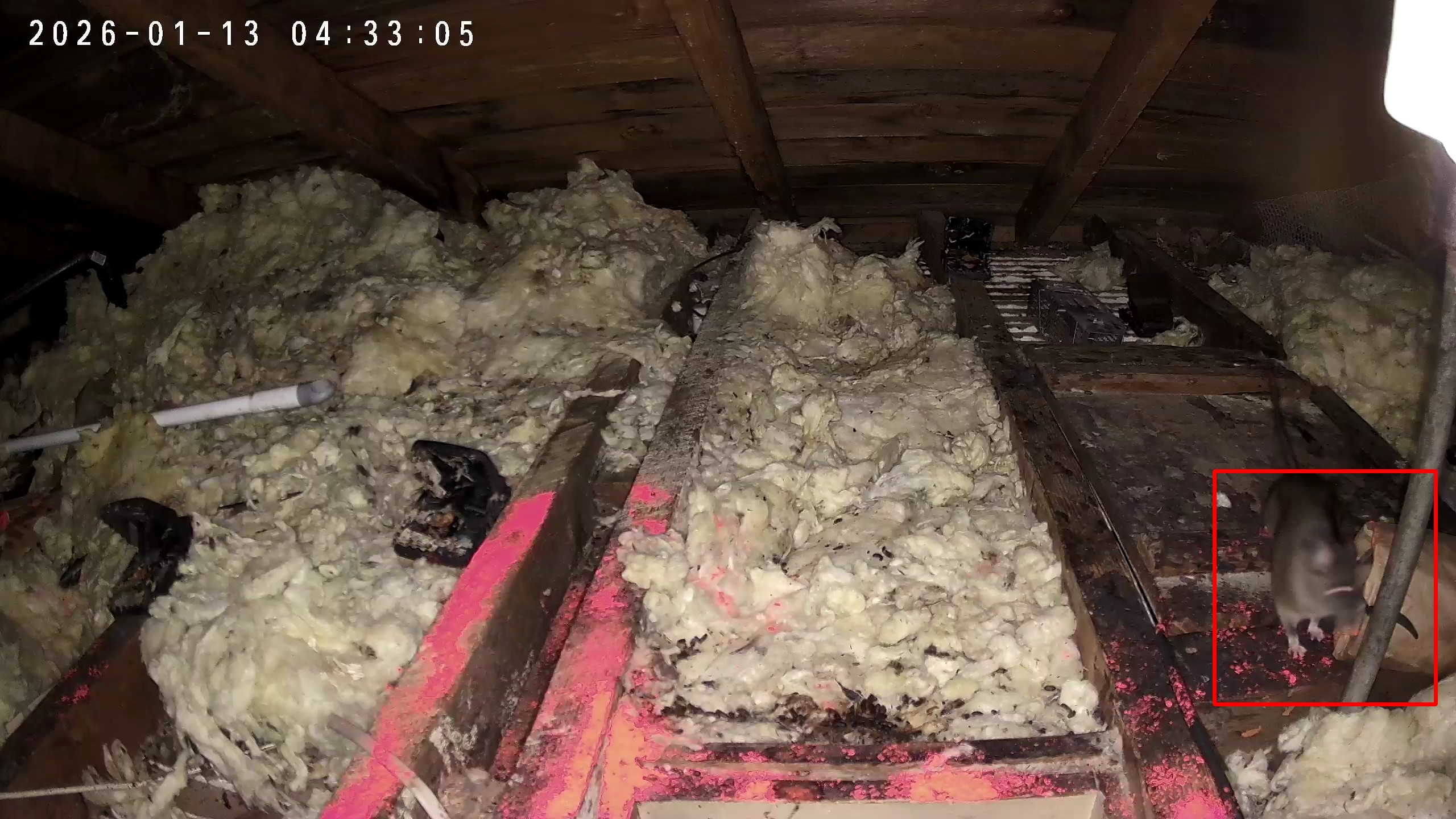 Attic insulation bay with AI red bounding box marking rodent location