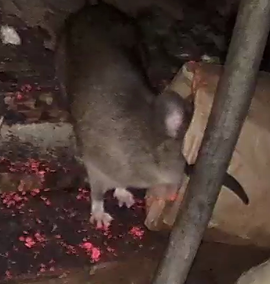 Rat still visible in attic in second frame