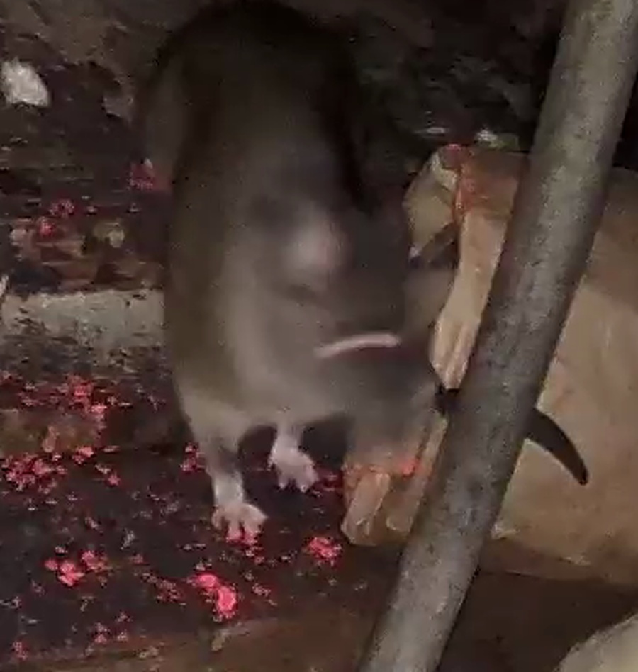 Close-up of rat clearly visible in attic insulation