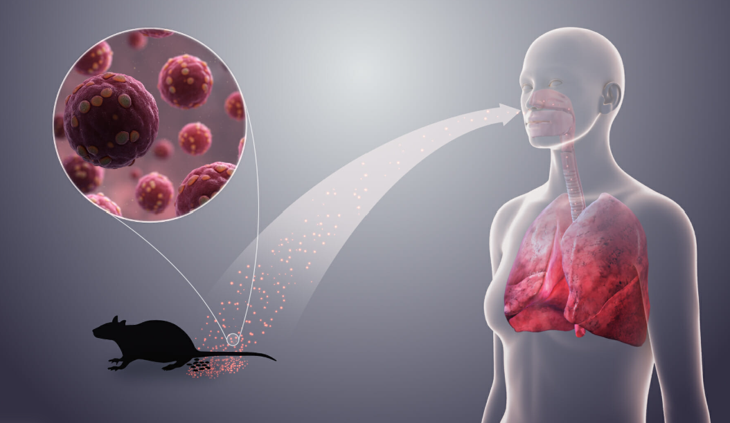 Illustration showing how rat bacteria becomes airborne and enters human lungs